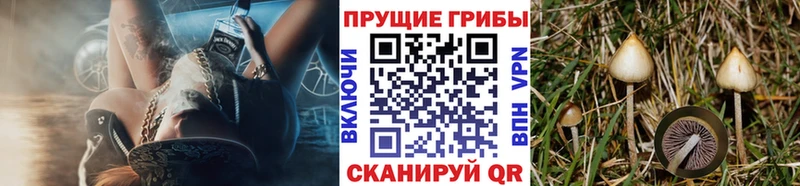 Купить где  Райчихинск  Псилоцибиновые грибы мицелий 